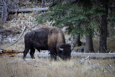 Photo of bison in Grand Canyon. Fall.