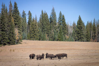 Photo of bison in Grand Canyon. Fall.