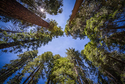 Photo of the trees in Sequoia National Park. Summer.