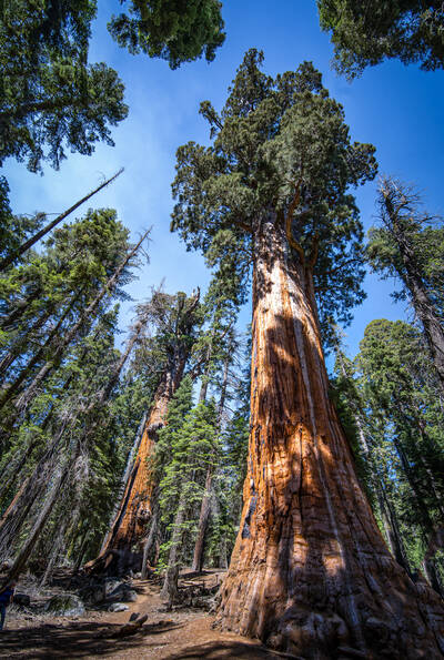 Photo of a giant Sequoia tree. Summer.