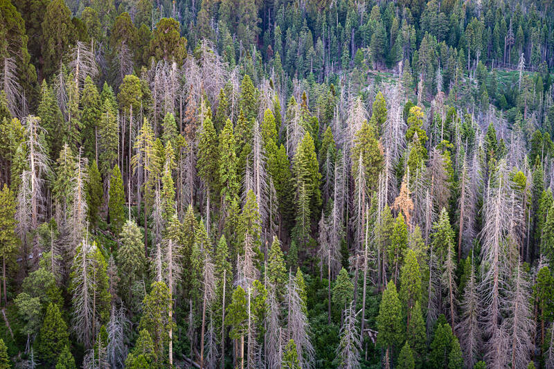 Photo of trees on the slope of a mountain in Sequoia National Park. Summer.