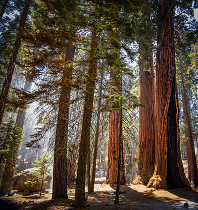 Photo of a Sequoia gove. Sequoia National Park. Summer.