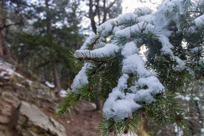 Snow on a pine tree.