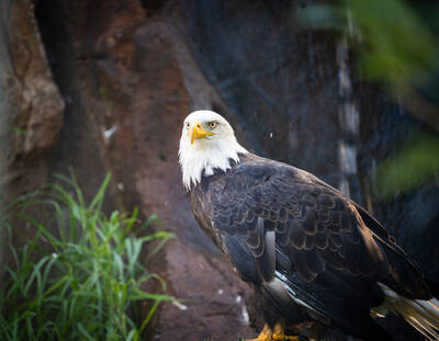 Photo of a Bald Eagle.