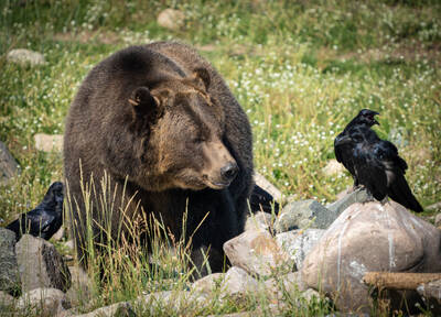 Photo of a Grizzly Bear.