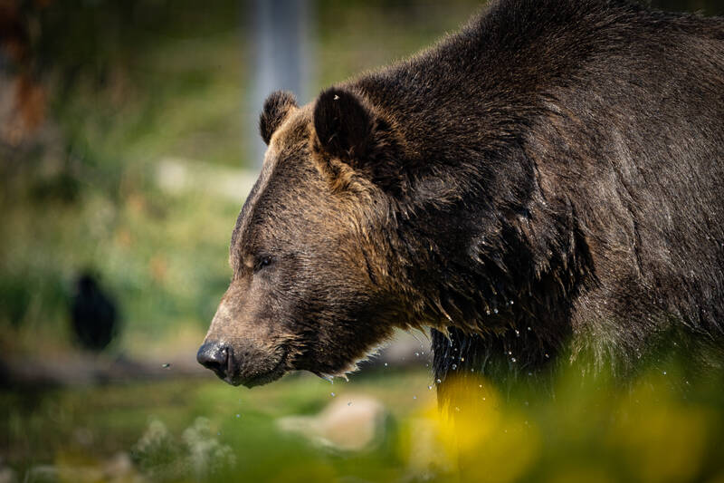 Photo of a Grizzly Bear in the Grizzly and Wolf Discovery Center outside Yellowstone.
