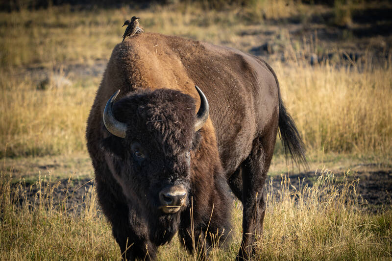 Photo of a Bison in Slough Creek area of Yellowstone. Summer.