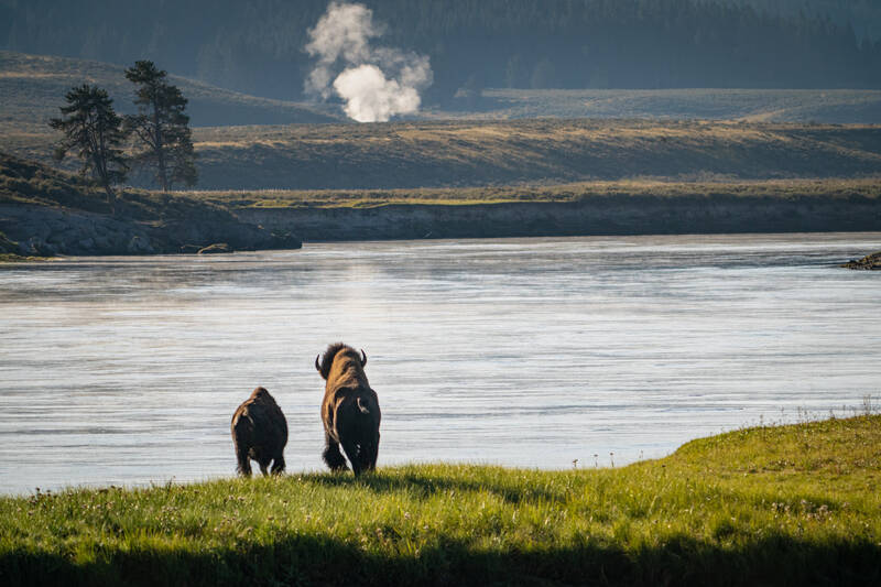Photo of two Bisons in Hayden Valley of Yellowstone. Summer.