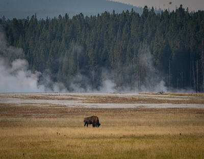 Photo of a Bison. Summer.