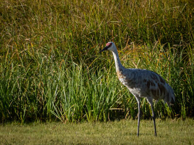 Photo of a Crane. Summer.