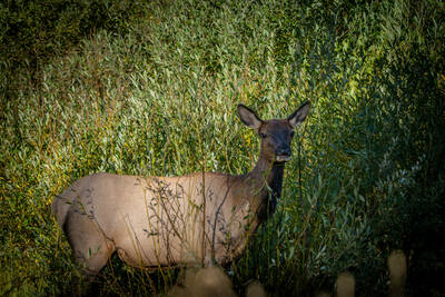 Photo of an Elk. Summer.