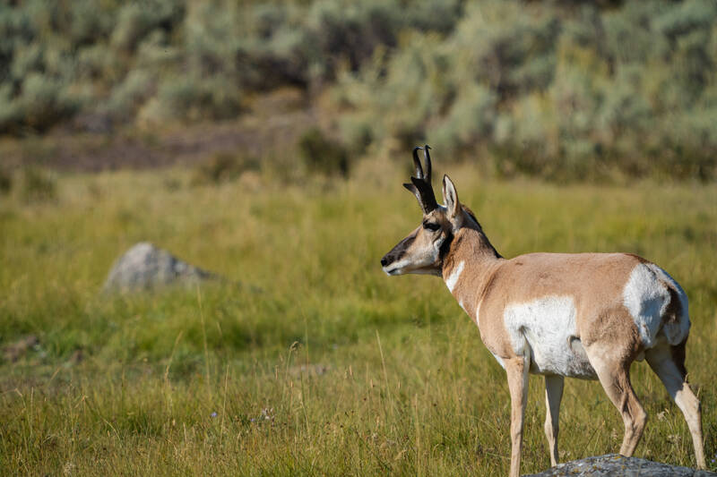 Photo of a Pronghorn in Yellowstone.